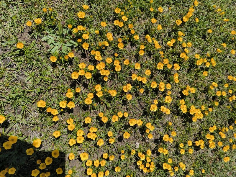 Ranunculus longicaulis photo 7