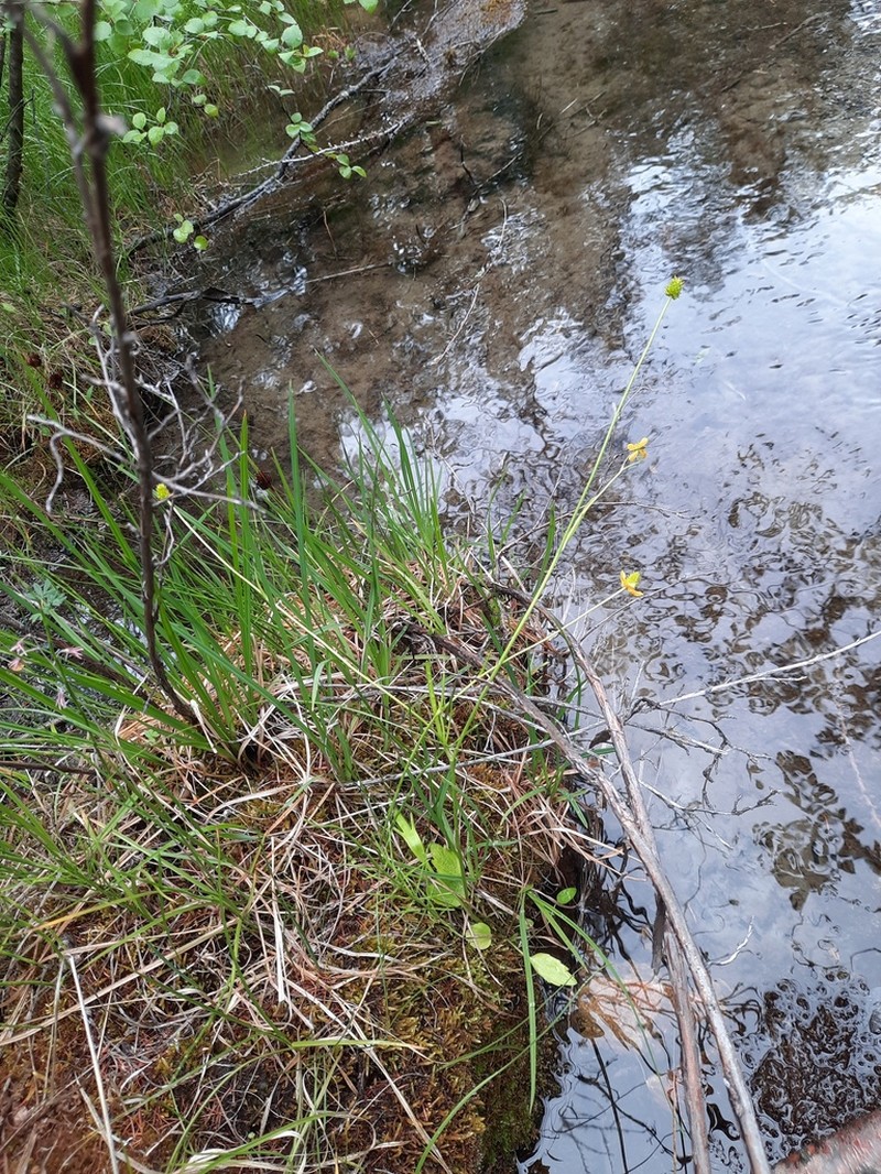 Ranunculus longicaulis photo 8