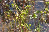 Ranunculus longipes