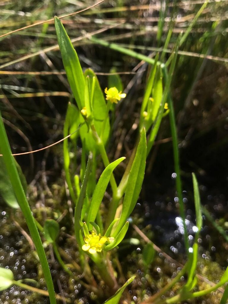 Ranunculus longipes photo 2
