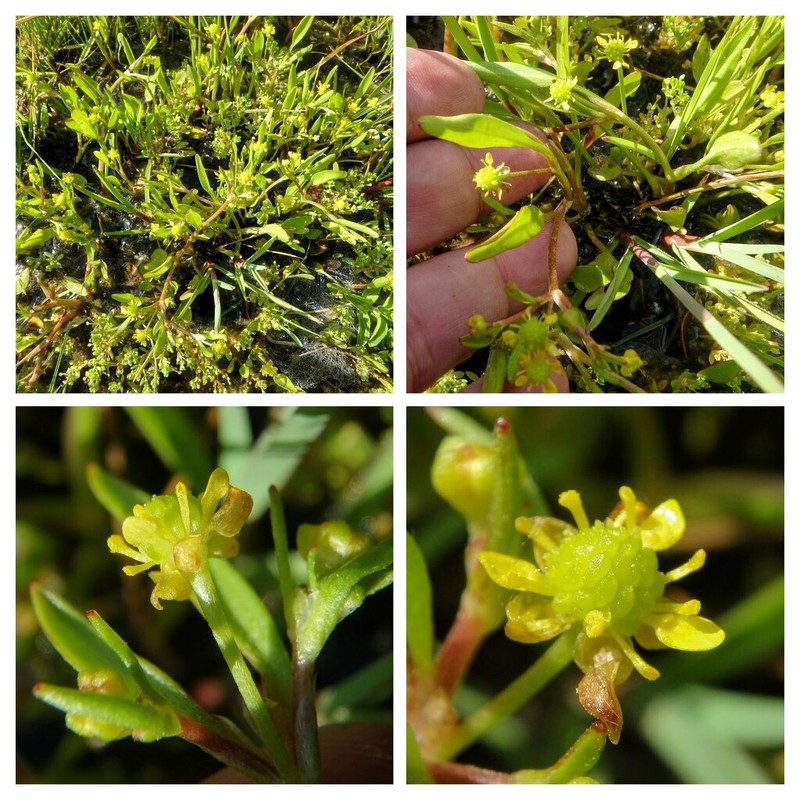 Ranunculus longipes photo 3