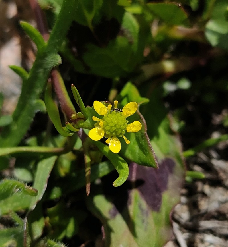Ranunculus longipes photo 4