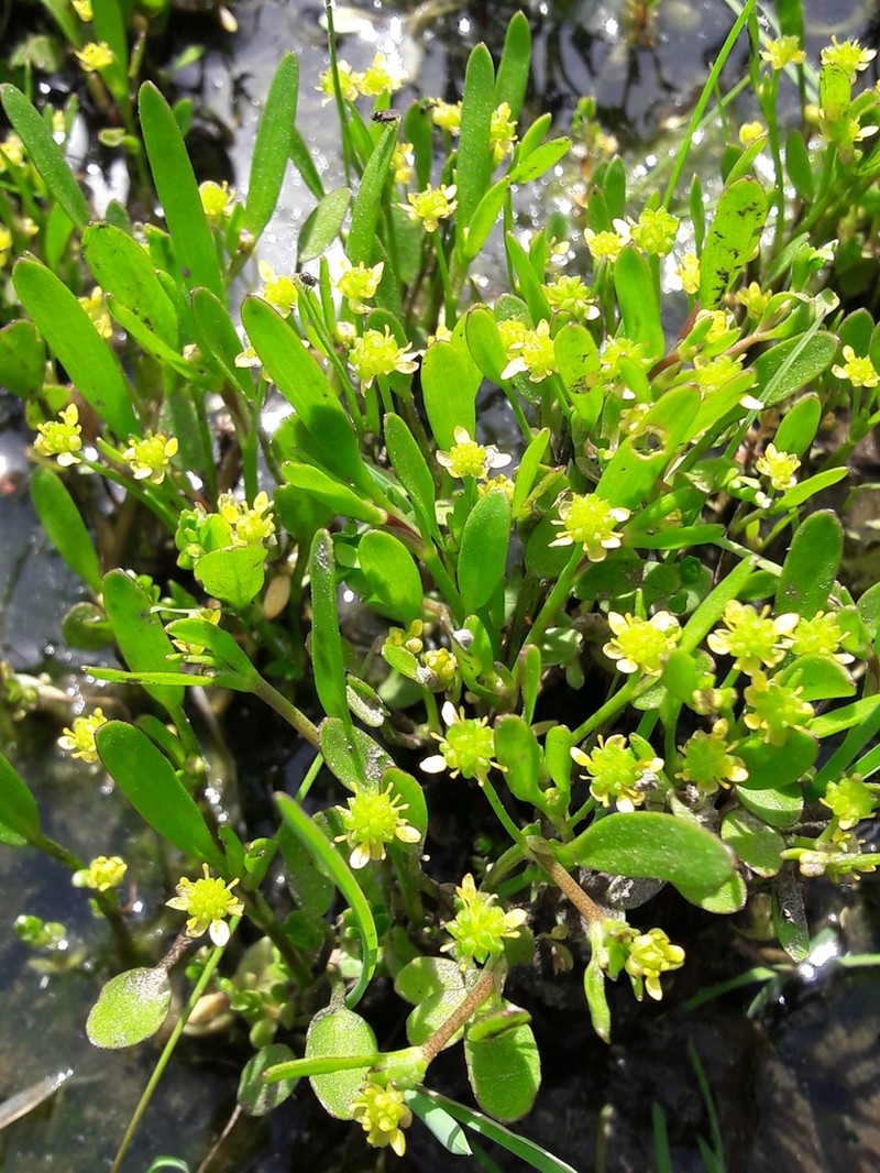 Ranunculus longipes photo 5