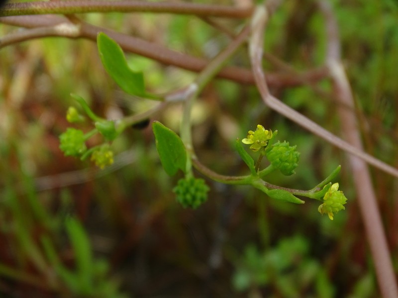 Ranunculus longipes photo 6
