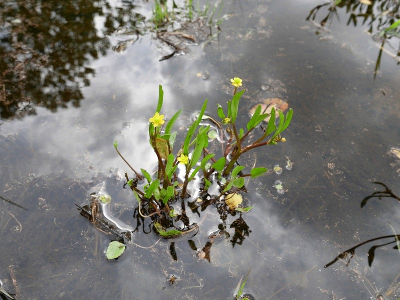 Ranunculus longipes photo 7