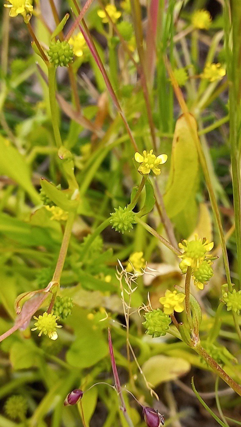 Ranunculus longipes photo 8
