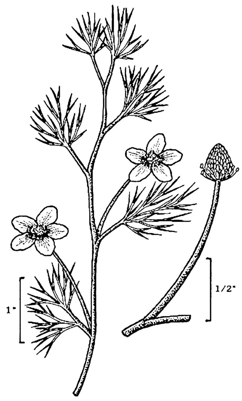 Longbeak Buttercup photo 3