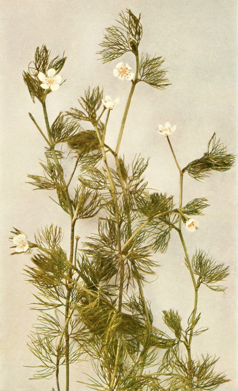 Longbeak Buttercup photo 4