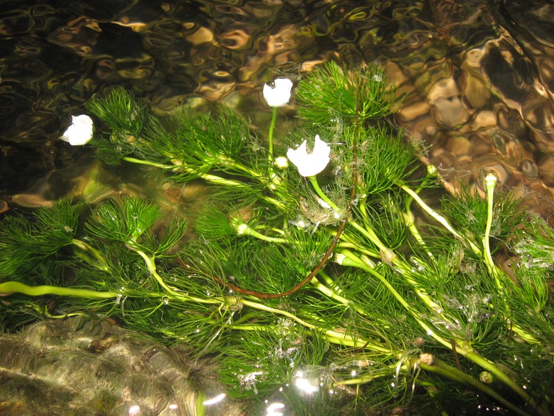Longbeak Buttercup