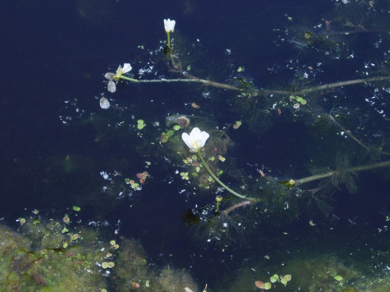 Longbeak Buttercup photo 3