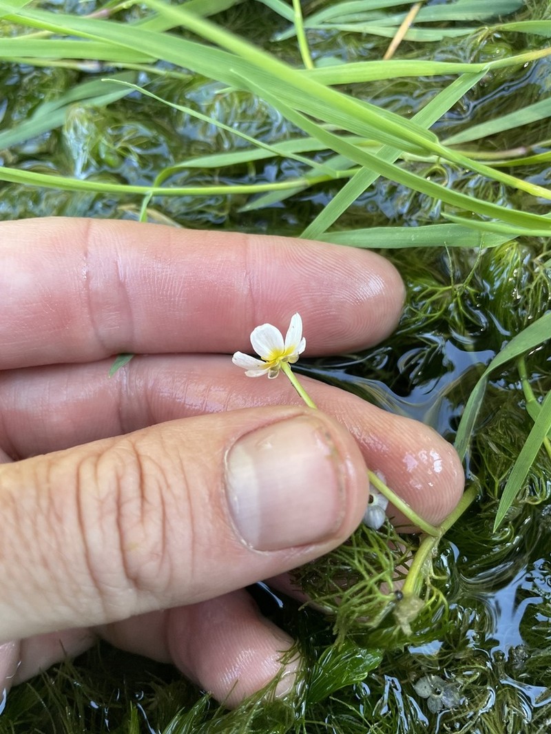Longbeak Buttercup photo 4