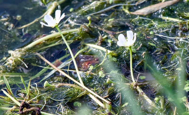 Longbeak Buttercup photo 5