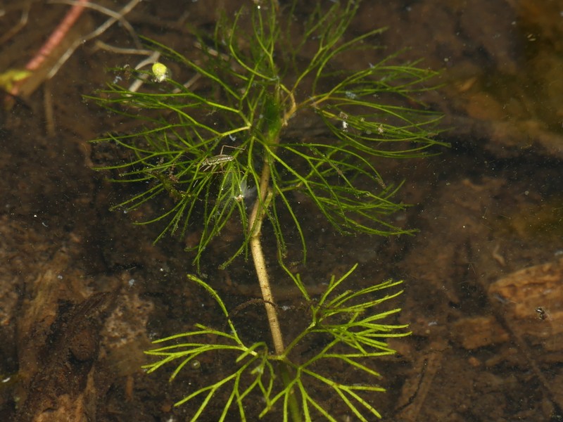 Longbeak Buttercup photo 6