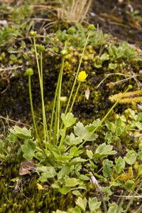Ranunculus lowii