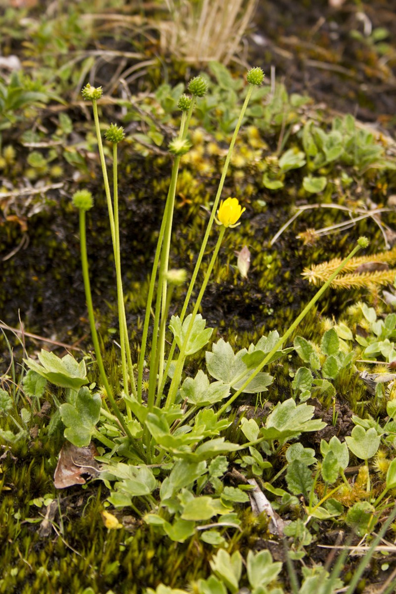 Ranunculus lowii