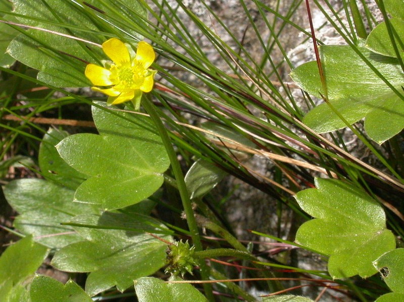 Ranunculus lowii photo 2