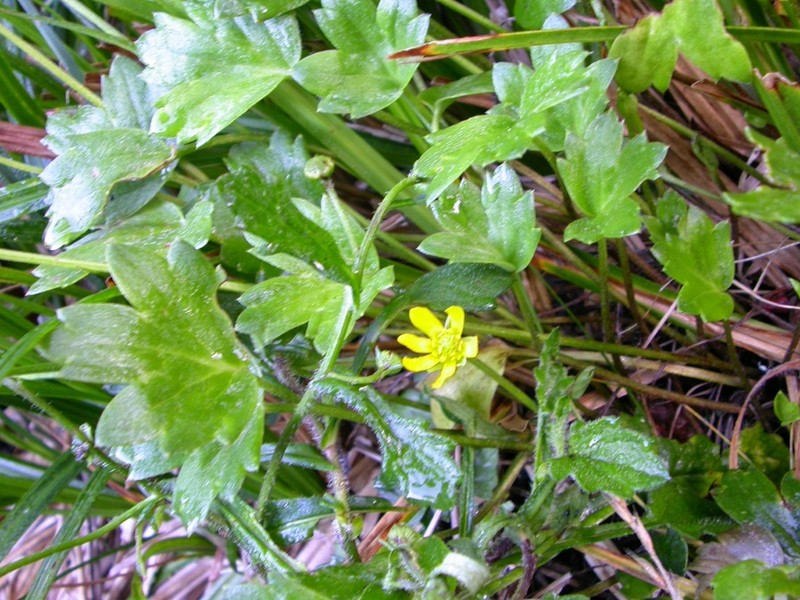 Ranunculus lowii photo 3