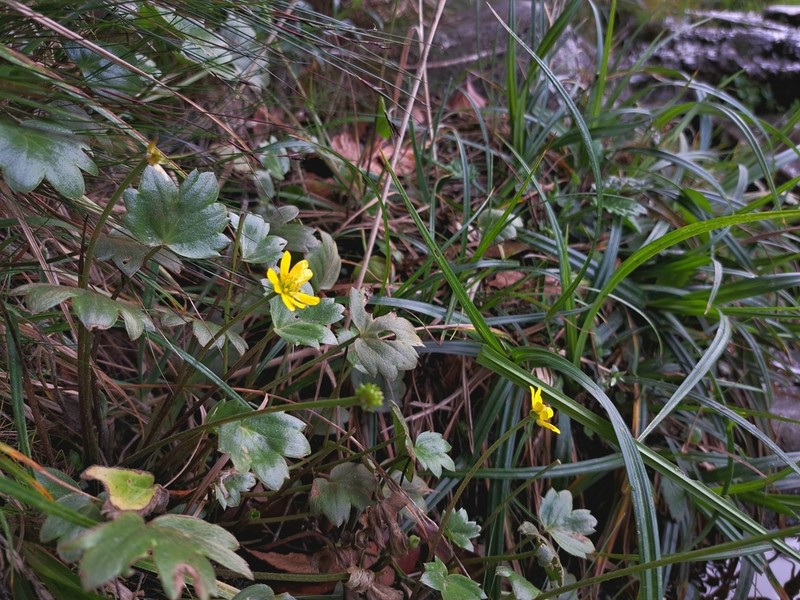 Ranunculus lowii photo 4