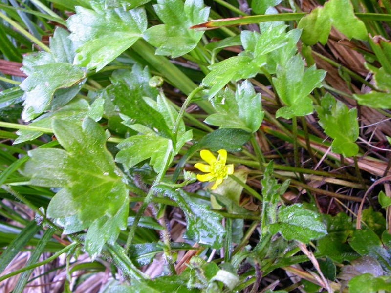 Ranunculus lowii photo 5