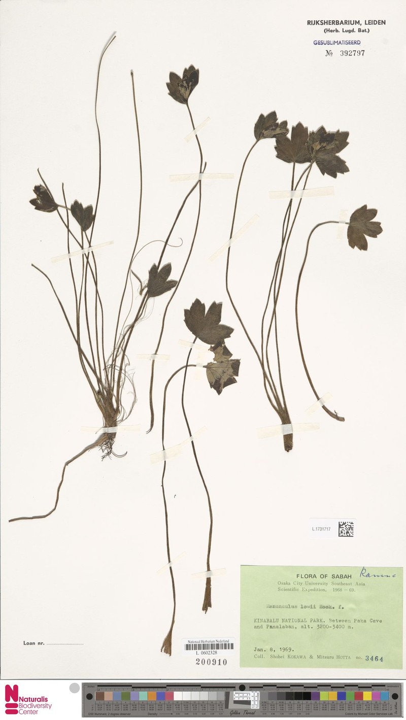 Ranunculus lowii photo 6