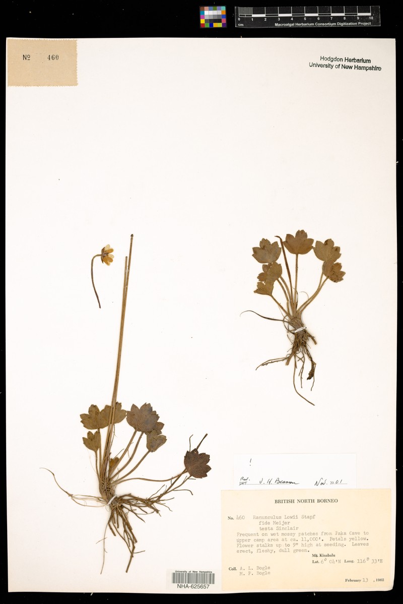 Ranunculus lowii photo 8