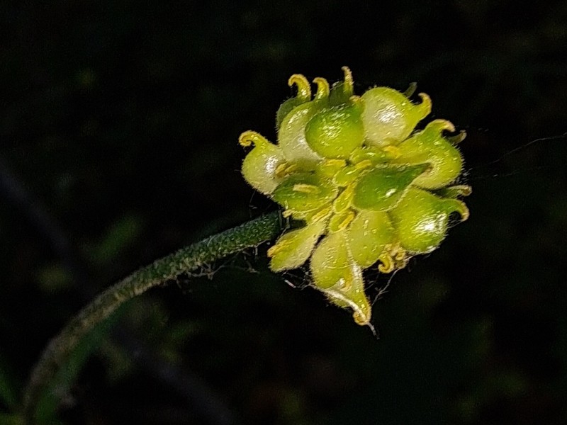 Ranunculus lucorum