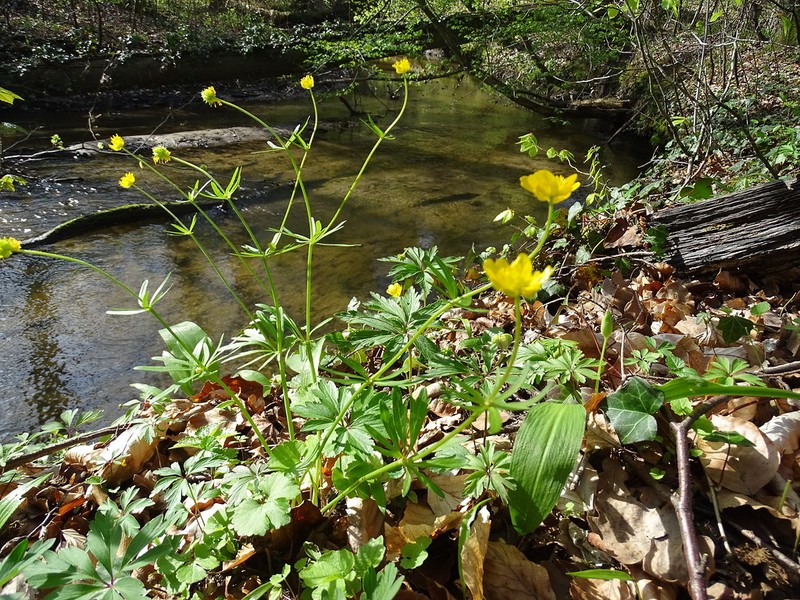 Ranunculus lucorum photo 2