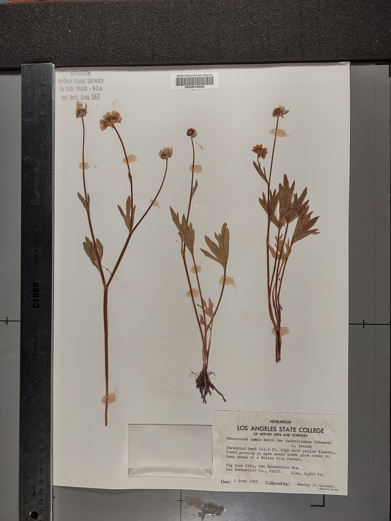 Ranunculus ludovicianus