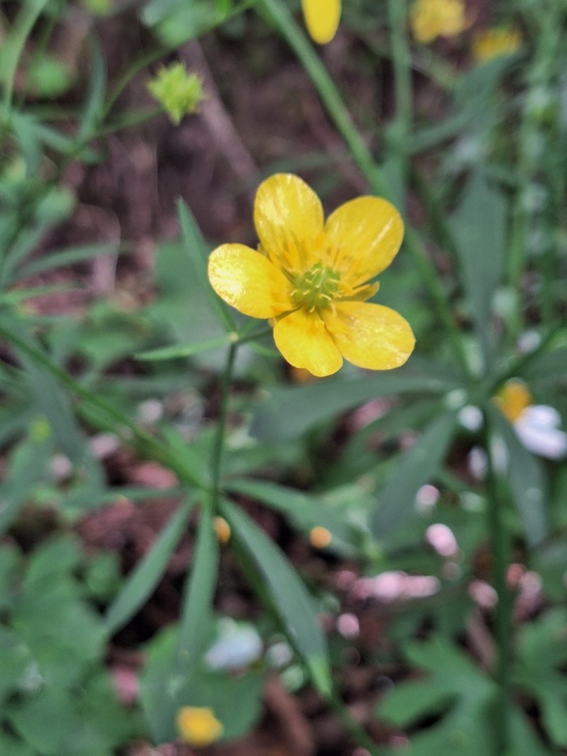 Ranunculus luminarius