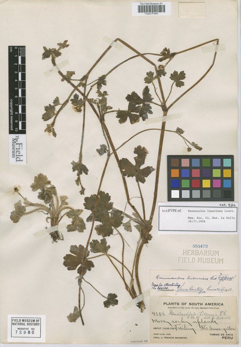 Ranunculus luxurians