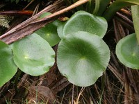 Ranunculus lyallii