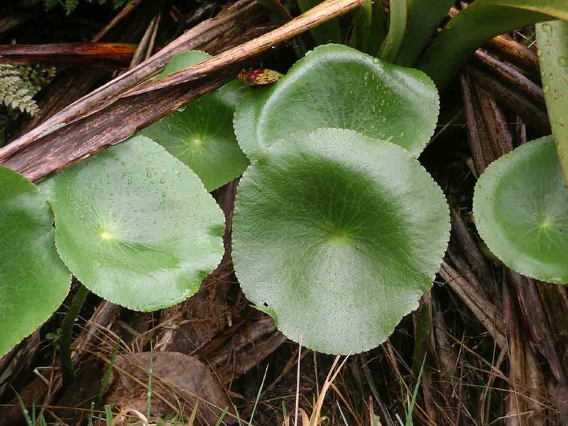 Ranunculus lyallii