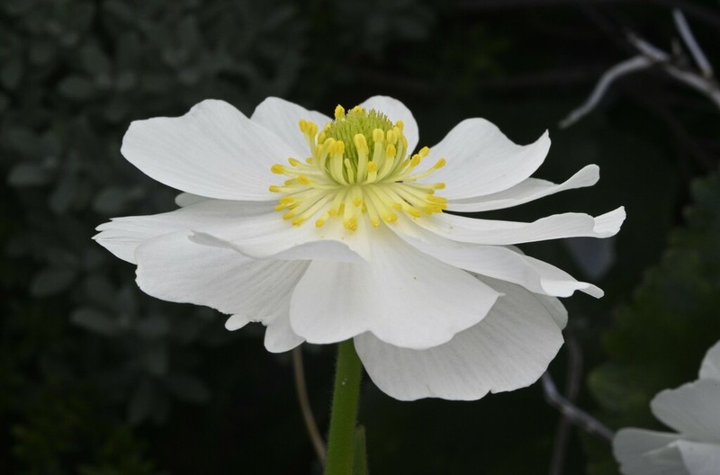 Ranunculus lyallii photo 2