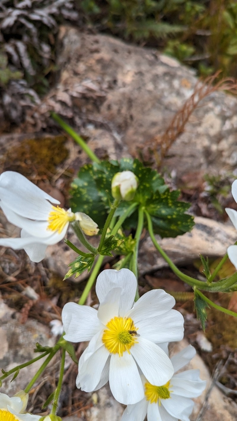 Ranunculus lyallii photo 3