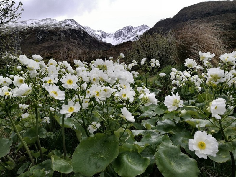 Ranunculus lyallii photo 4