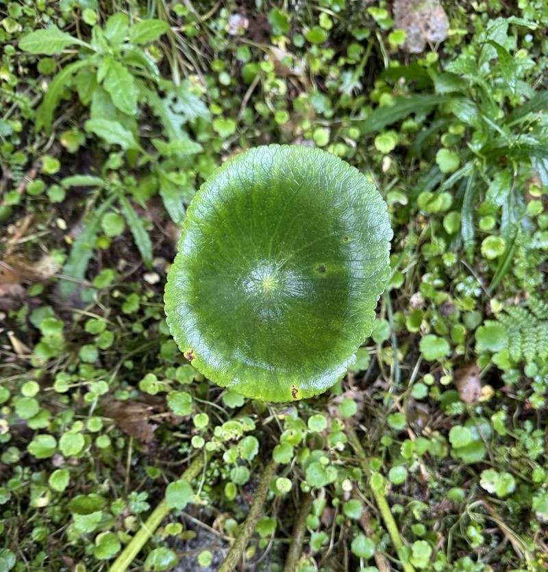 Ranunculus lyallii photo 5