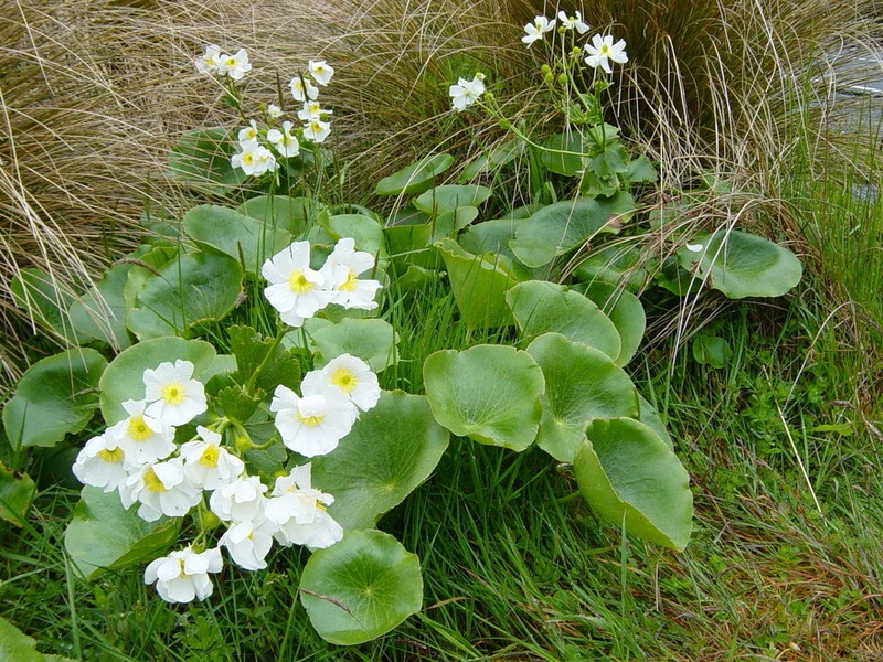 Ranunculus lyallii photo 6
