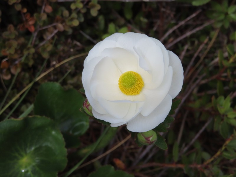 Ranunculus lyallii photo 8