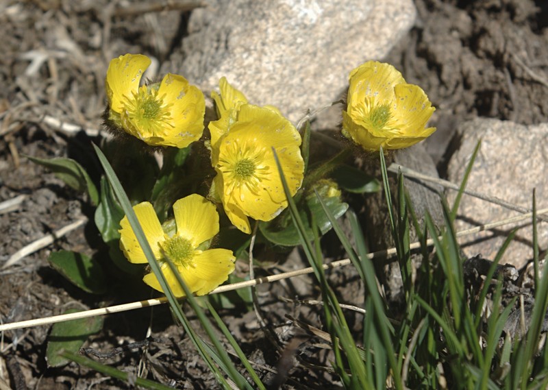 Rocky Mountain Buttercup
