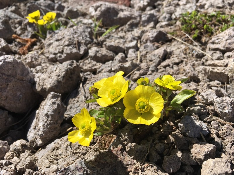 Rocky Mountain Buttercup