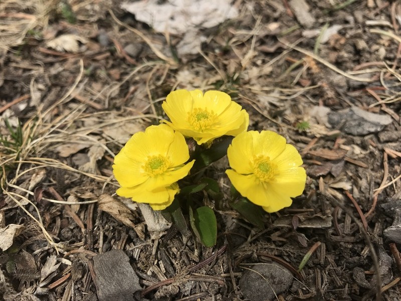 Rocky Mountain Buttercup photo 2