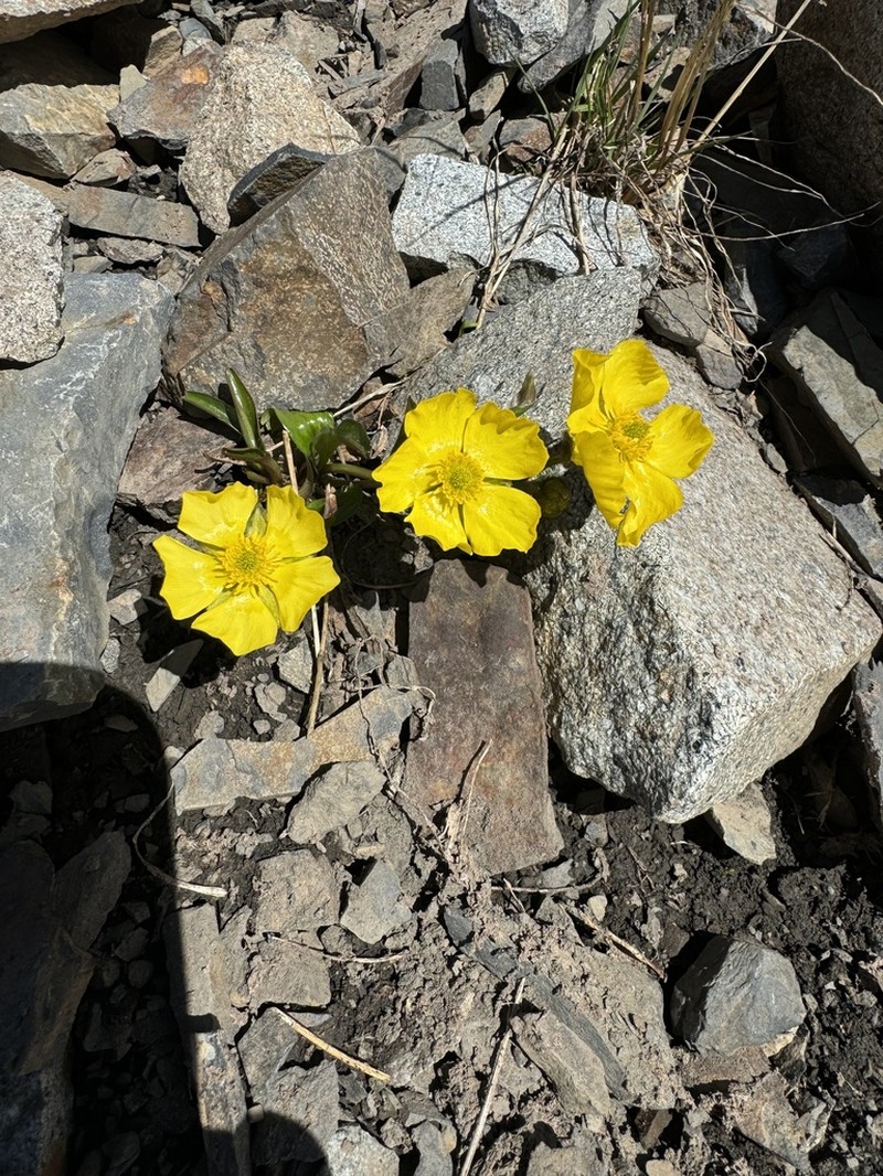 Rocky Mountain Buttercup photo 3