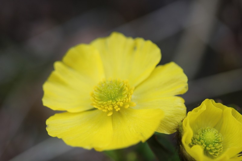 Rocky Mountain Buttercup photo 4