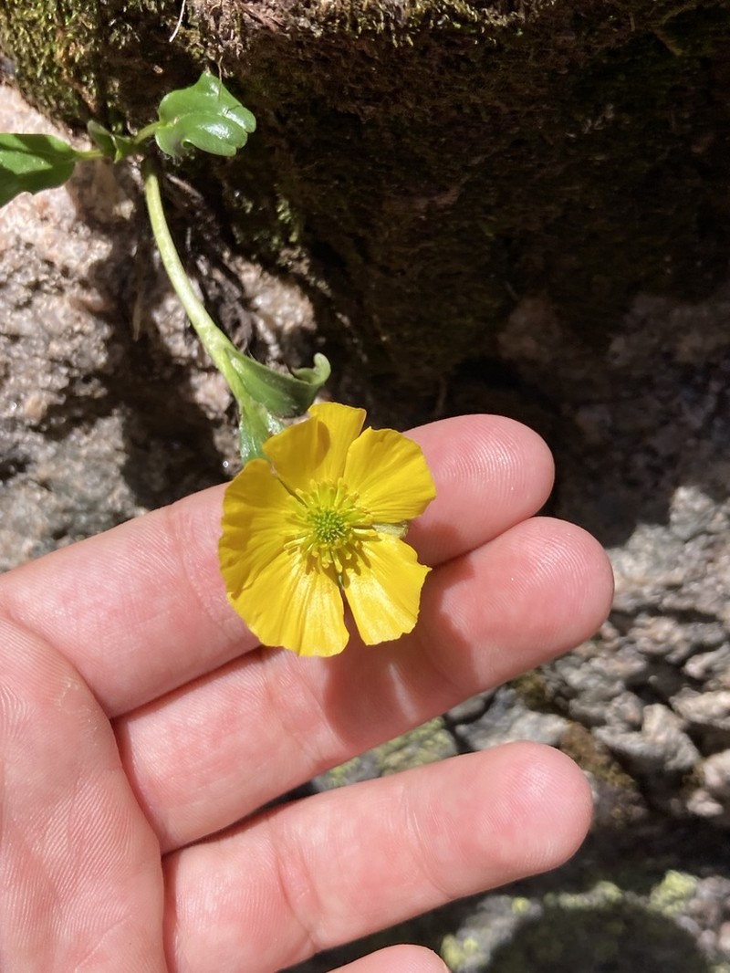 Rocky Mountain Buttercup photo 5