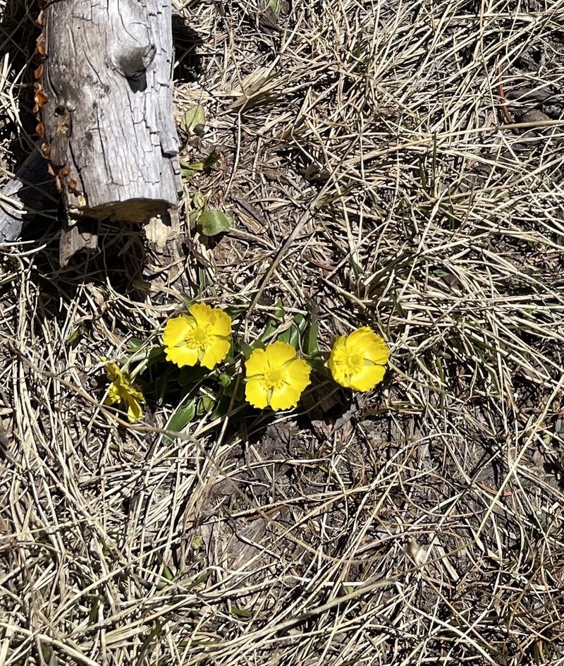 Rocky Mountain Buttercup photo 6