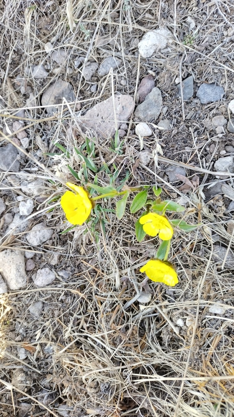 Rocky Mountain Buttercup photo 7