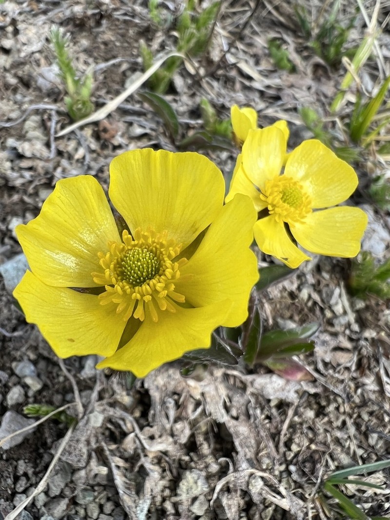 Rocky Mountain Buttercup photo 8