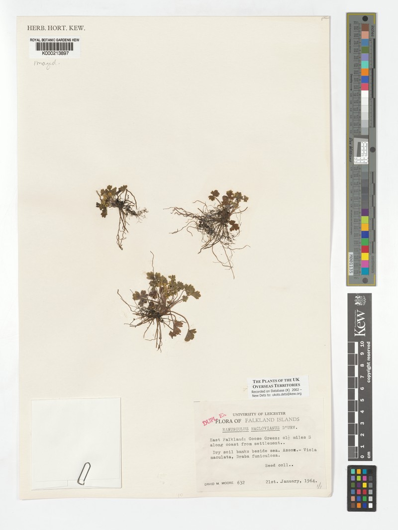 Ranunculus maclovianus