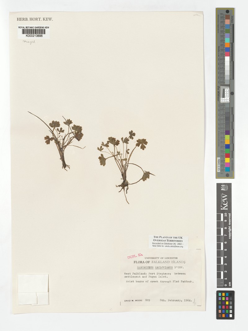 Ranunculus maclovianus photo 2