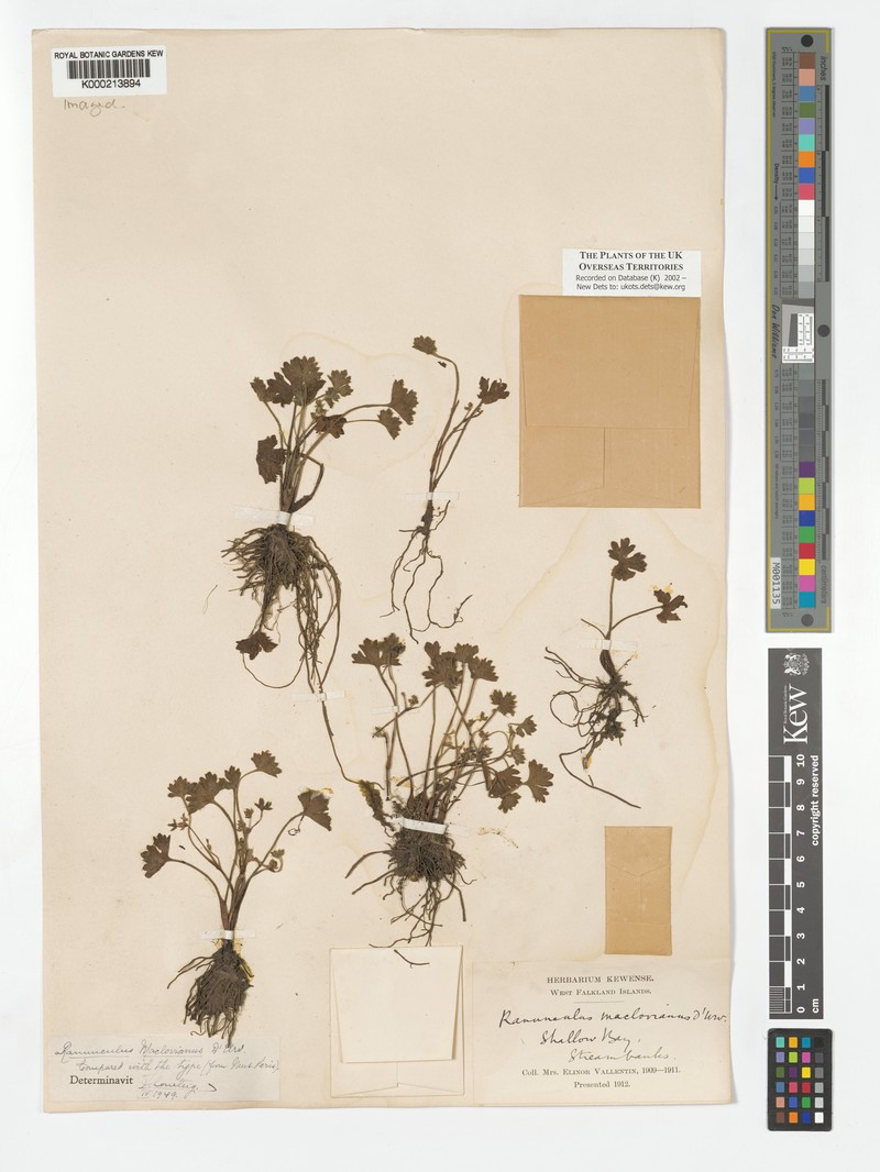 Ranunculus maclovianus photo 4